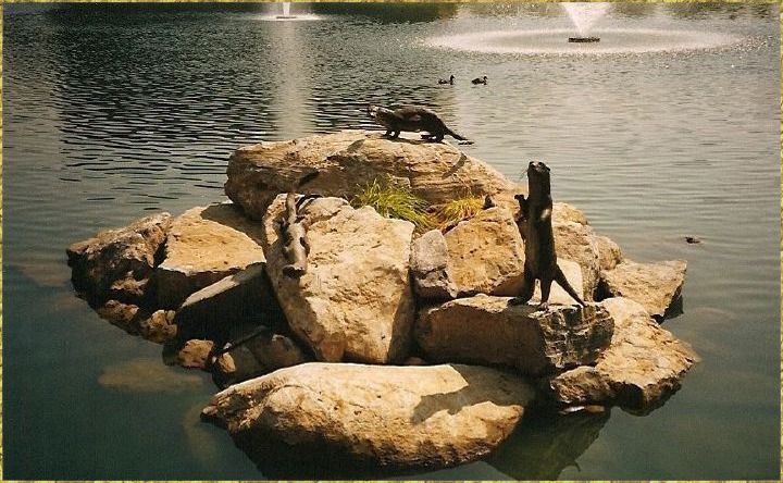 Otters on rocks